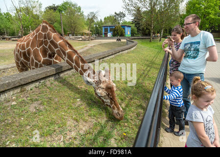 Wroclaw, Polonia, traliccio giraffe allo zoo di Wroclaw Foto Stock