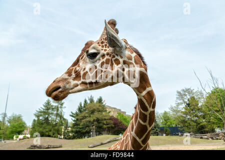 Wroclaw, Polonia, traliccio giraffe allo zoo di Wroclaw Foto Stock