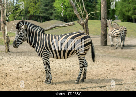 Wroclaw, Polonia, Chapman's zebre allo zoo di Wroclaw Foto Stock