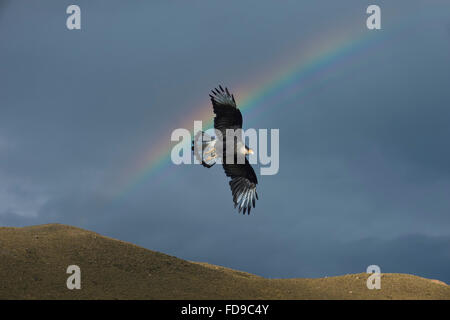 Caracara meridionale (Caracara plancus) battenti di fronte un arcobaleno Parco Nazionale Torres del Paine Patagonia Cilena Cile Foto Stock
