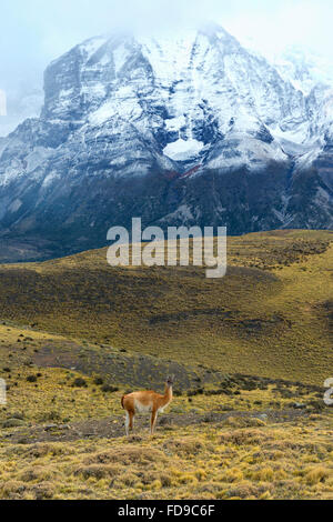 Guanaco di fronte montagne innevate, Parco Nazionale di Torres del Paine Patagonia cilena, Cile Foto Stock