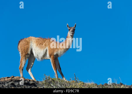 Guanaco (Lama guanicoe) su di un crinale, Parco Nazionale di Torres del Paine Patagonia cilena, Cile Foto Stock