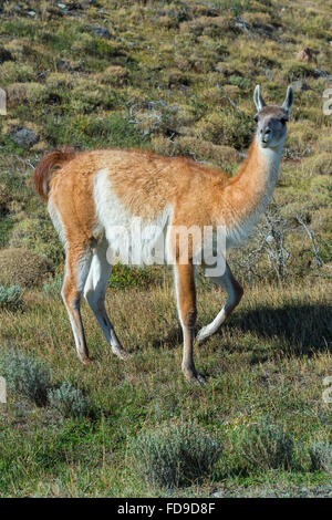 Guanaco (Lama guanicoe), il Parco Nazionale di Torres del Paine Patagonia cilena, Cile Foto Stock