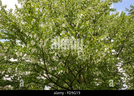 Davidia involucrata, noto anche al fazzoletto tree. Cercando in rami pieni di fiori con distintivo delle brattee bianco Foto Stock