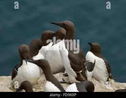 Guillemots o Murre comune - Uria aalge sulla scogliera Foto Stock