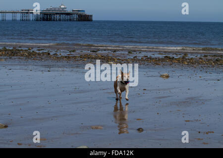 Pip il Jack Russell gioca palla sulla spiaggia di Llandudno Foto Stock