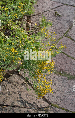 Matricaria camomilla fiori chamomille medicinali a base di erbe impianto. Foto Stock