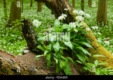 Aglio selvatico (Allium ursinum), fioritura sulle radici di un albero morto, Parco Nazionale Hainich, Turingia, Germania Foto Stock