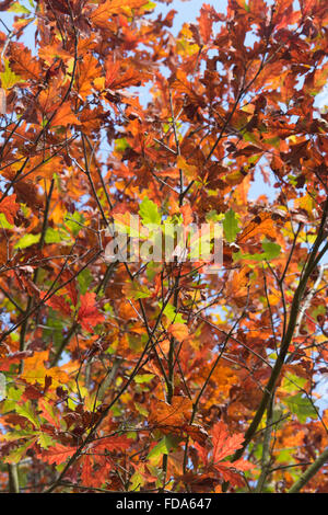 Quercus ellipsoidalis. Perno del nord di foglie di quercia in autunno Foto Stock