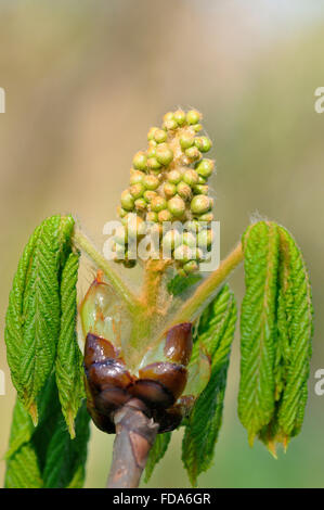 Ippocastano (Aesculus hippocastanum), foglie di germogli e boccioli di fiori recisi, Nord Reno-Westfalia, Germania Foto Stock