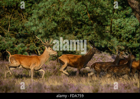 Esecuzione di allevamento di cervi nei pressi di alberi di pino Foto Stock