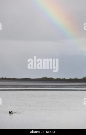 Guarnizione islandese nuotare in un fiordo con arcobaleno. Foto Stock