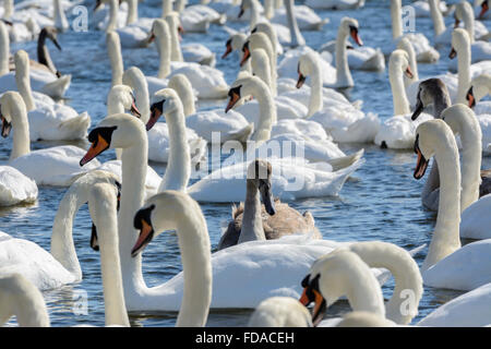 Cigni si riuniscono per il tempo di alimentazione a Abbotsbury Swannery, Dorset, England, Regno Unito Foto Stock