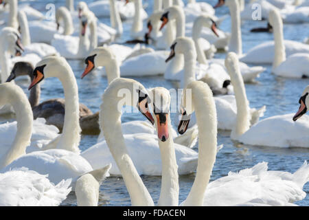 Cigni si riuniscono per il tempo di alimentazione a Abbotsbury Swannery, Dorset, England, Regno Unito Foto Stock