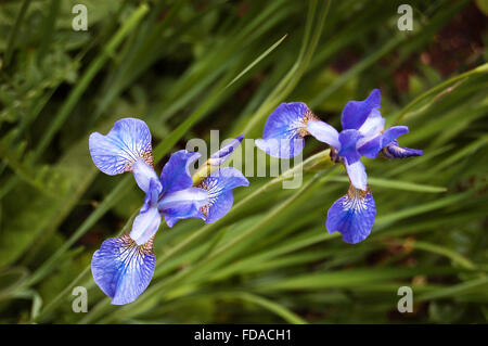 Iris Sibirica fiori spontanei tra erba lunga Foto Stock