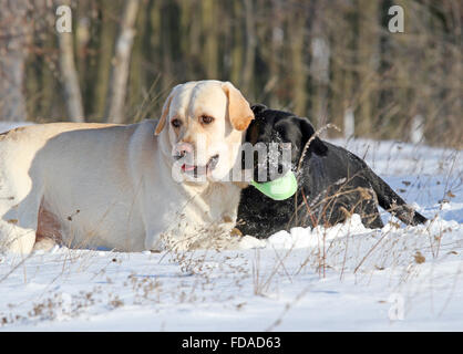 Due gatti nella neve in inverno con un giocattolo Foto Stock