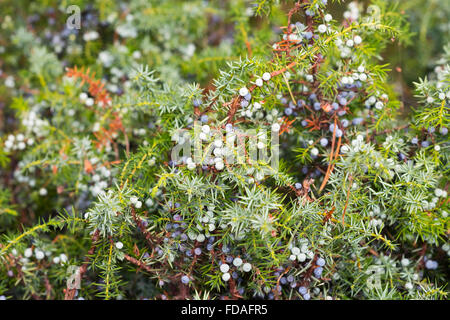 Comune di bacche di ginepro (Juniperus communis), Darß, Fischland-Darß-Zingst, Western Pomerania Area Laguna Parco Nazionale Foto Stock