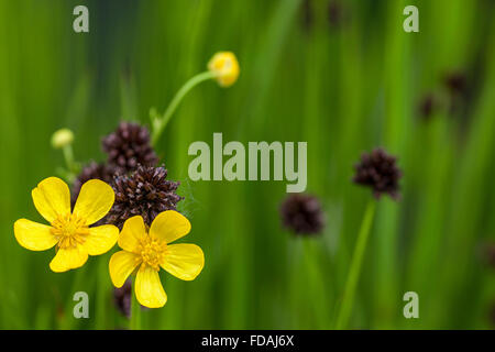 Prato buttercup / alto / ranuncolo ranuncolo comune / ranuncolo gigante (Ranunculus acris) in fiore Foto Stock