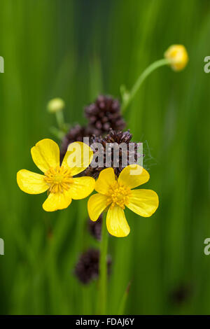 Prato buttercup / alto / ranuncolo ranuncolo comune / ranuncolo gigante (Ranunculus acris) in fiore Foto Stock