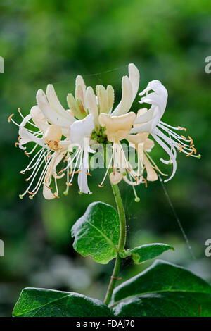 Caprifoglio comune / Europea caprifoglio / woodbine (Lonicera periclymenum) in fiore Foto Stock
