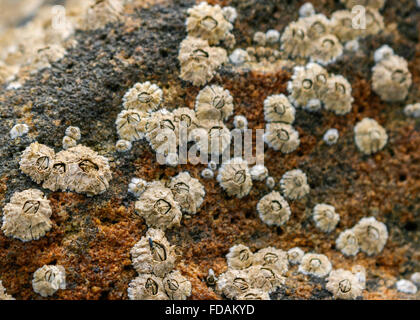 Full frame close up cirripedi bianco su nero e rosso roccia esposta a bassa marea, Scozia Foto Stock