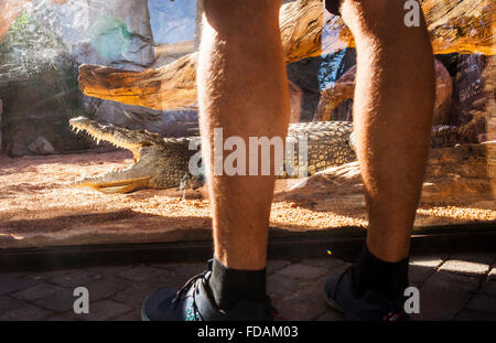 L'uomo rispettando un coccodrillo del Nilo,Crocodilus niloticus .Bioparco.Valencia, Spagna. Foto Stock