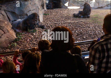 Chi osserva un gorilla di costa, Gorilla gorilla.Bioparco.Valencia, Spagna. Foto Stock
