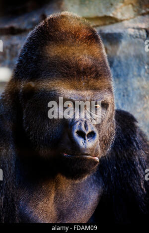 Gorilla di costa, Gorilla gorilla.Bioparco.Valencia, Spagna. Foto Stock