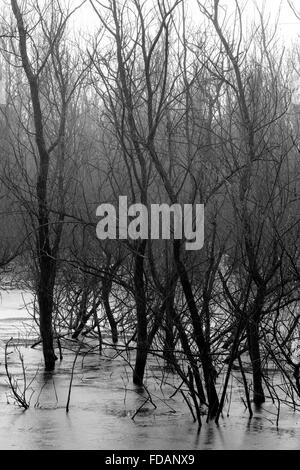 Alberi nel lago ghiacciato di acqua Foto Stock