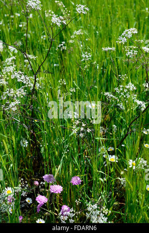 Anthriscus sylvestris ravenswing viola lascia fogliame fiori bianchi mucca prezzemolo fiore perenne fioritura parsleys floreale RM Foto Stock