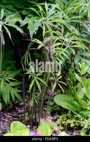 Arisaema consanguineum legno tinta di bosco ombroso giardino ombreggiato giardinaggio fogliame impianto architettonico floreale RM Foto Stock