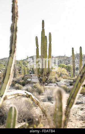 Cactus in Baja California, Messico Foto Stock