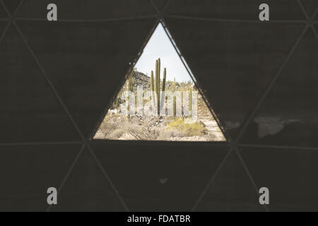 Guardando fuori per vedere un cactus nel deserto della Baja California Foto Stock