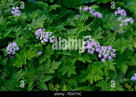 Chaerophyllum hirsutum roseum hairy cerfoglio closeup ritratti pianta piccola rosa pallido fiori viola le piante perenni RM floral Foto Stock