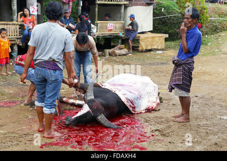 Ai sacrifici di animali come parte del funerale in Tana Toraja, Sulawesi, Indonesia Foto Stock