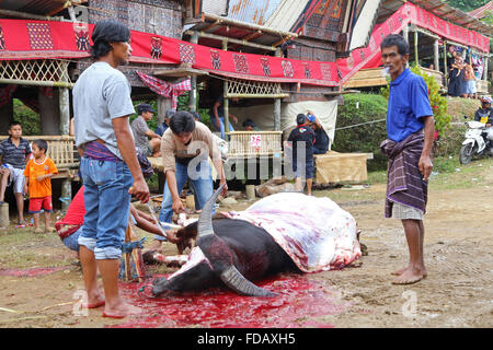 Ai sacrifici di animali come parte del funerale in Tana Toraja, Sulawesi, Indonesia Foto Stock