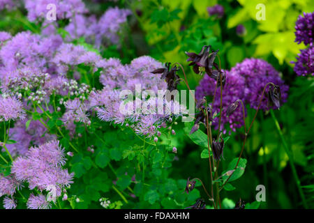 Thalictrum aquilegifolium aquilegia vulgaris viola fiore fiori semina primaverile combinazione giardinaggio giardino floreale RM Foto Stock