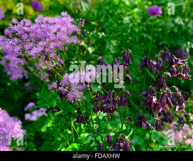 Thalictrum aquilegifolium aquilegia vulgaris viola fiore fiori semina primaverile combinazione giardinaggio giardino floreale RM Foto Stock