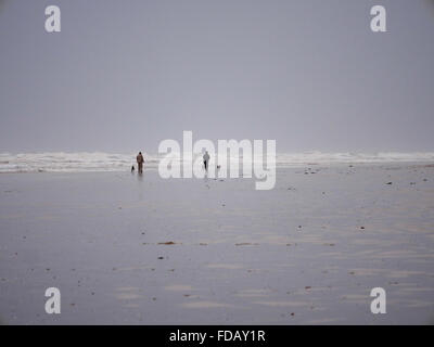 Meteo Formby. Merseyside Regno Unito 29 gennaio 2016. Passeggiando per i cani in grigio freddo nel tardo pomeriggio in spiaggia a Formby. © ALAN EDWARDS/Alamy Foto Stock