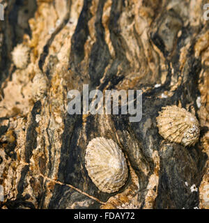 Close up di patelle su un bianco e nero a strisce ondulate roccia esposta a bassa marea, Scozia Foto Stock