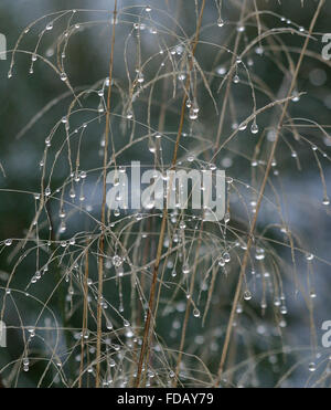 Un paio di acqua di pioggia di rugiada scende aggrappandosi ad inverno gambi di erba telaio completo Foto Stock