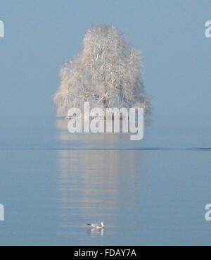 Frost ad adornare un albero su una piccola isola si riflette nel mezzo del lago di Ginevra con un gabbiano passato flottante Foto Stock
