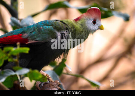 Rosso-crested's Turaco (Tauraco erythrolophus) Foto Stock