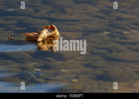 Traversata in kayak di un lago scintillante con la luce del sole riflessioni su un vago giorno nelle alpi svizzere Foto Stock