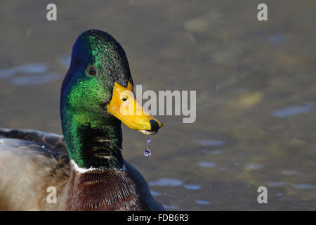 Ritratto di un maschio di Mallard duck bere durante il nuoto in acque blu Foto Stock