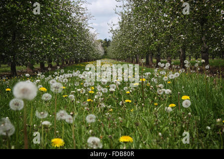 Il tarassaco crescere tra alberi di pera in un frutteto. Hereford e campagna Worcestershire, Regno Unito Foto Stock