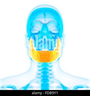 Human osso mandibolare, illustrazione. Foto Stock