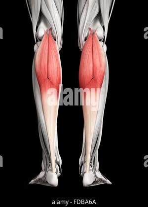 Gamba umana muscoli (gastrocnemio), illustrazione. Foto Stock