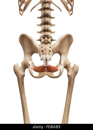 Umano della muscolatura pelvica (coccygeus), illustrazione. Foto Stock
