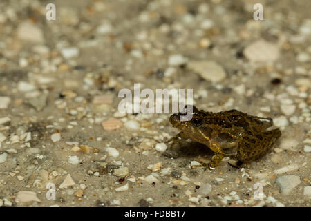 Florida cricket rana su una strada di sabbia - Acris gryllus dorsalis Foto Stock